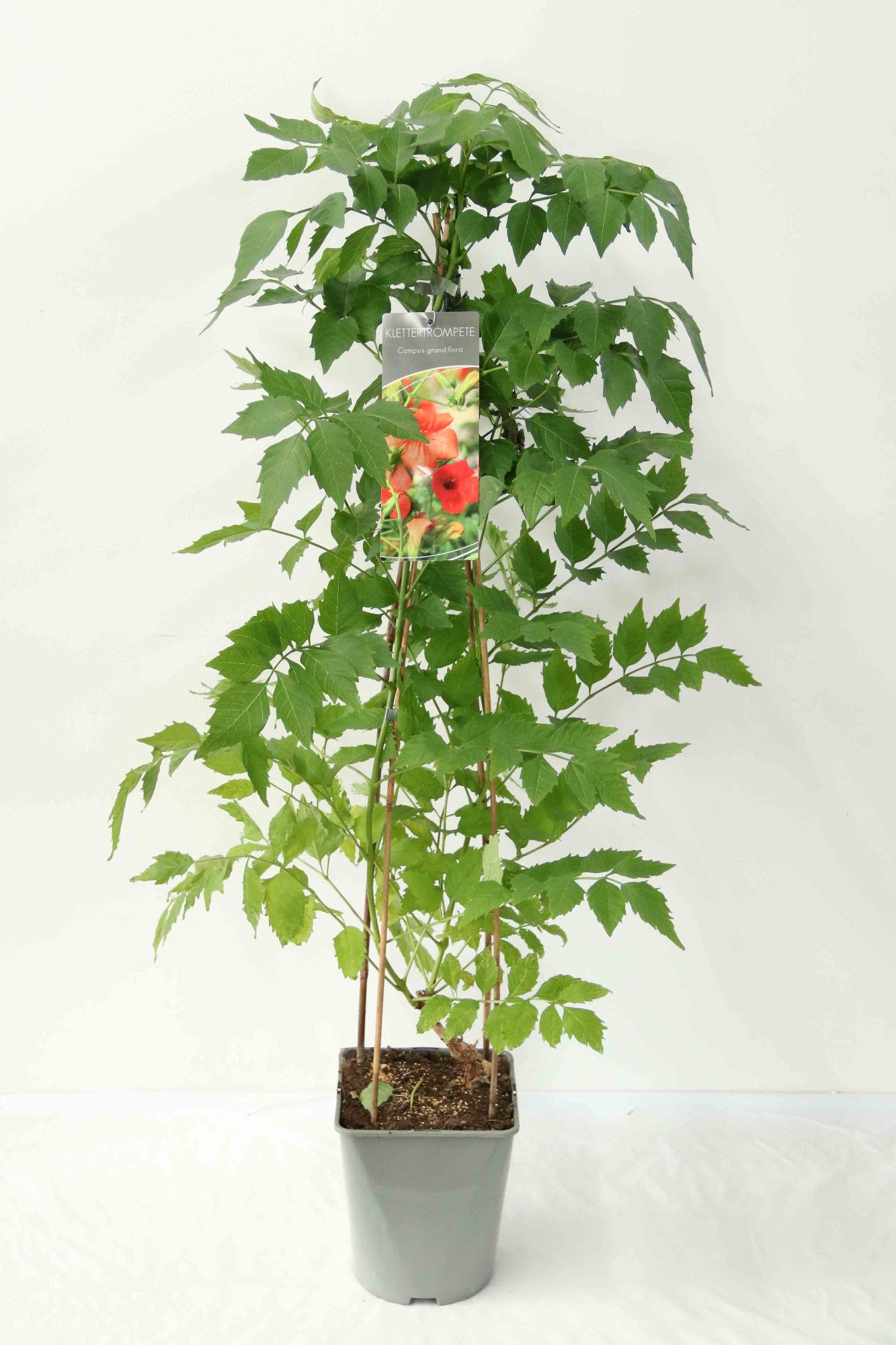 Campsis grandiflora