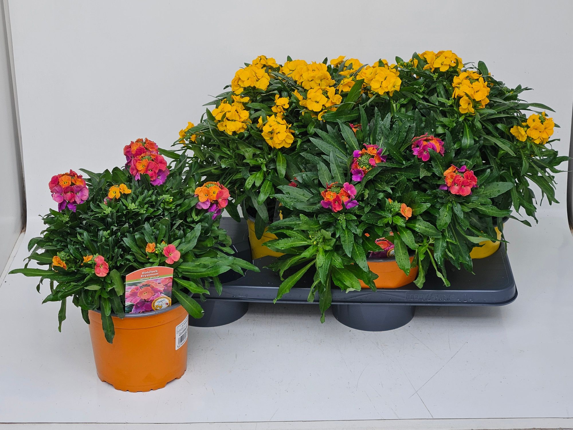 Erysimum Mix T17 - MIX LAGE