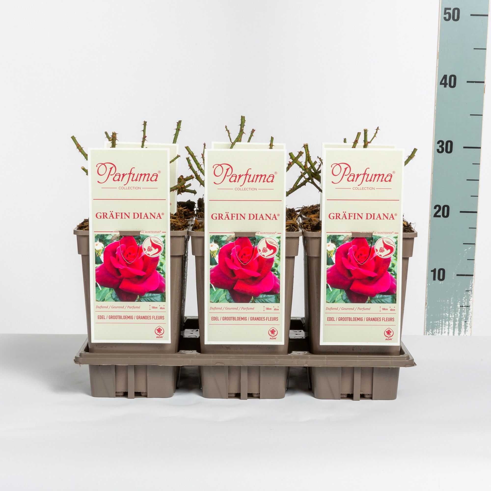 Rosa Parfuma (TH) Gräfin Diana ®