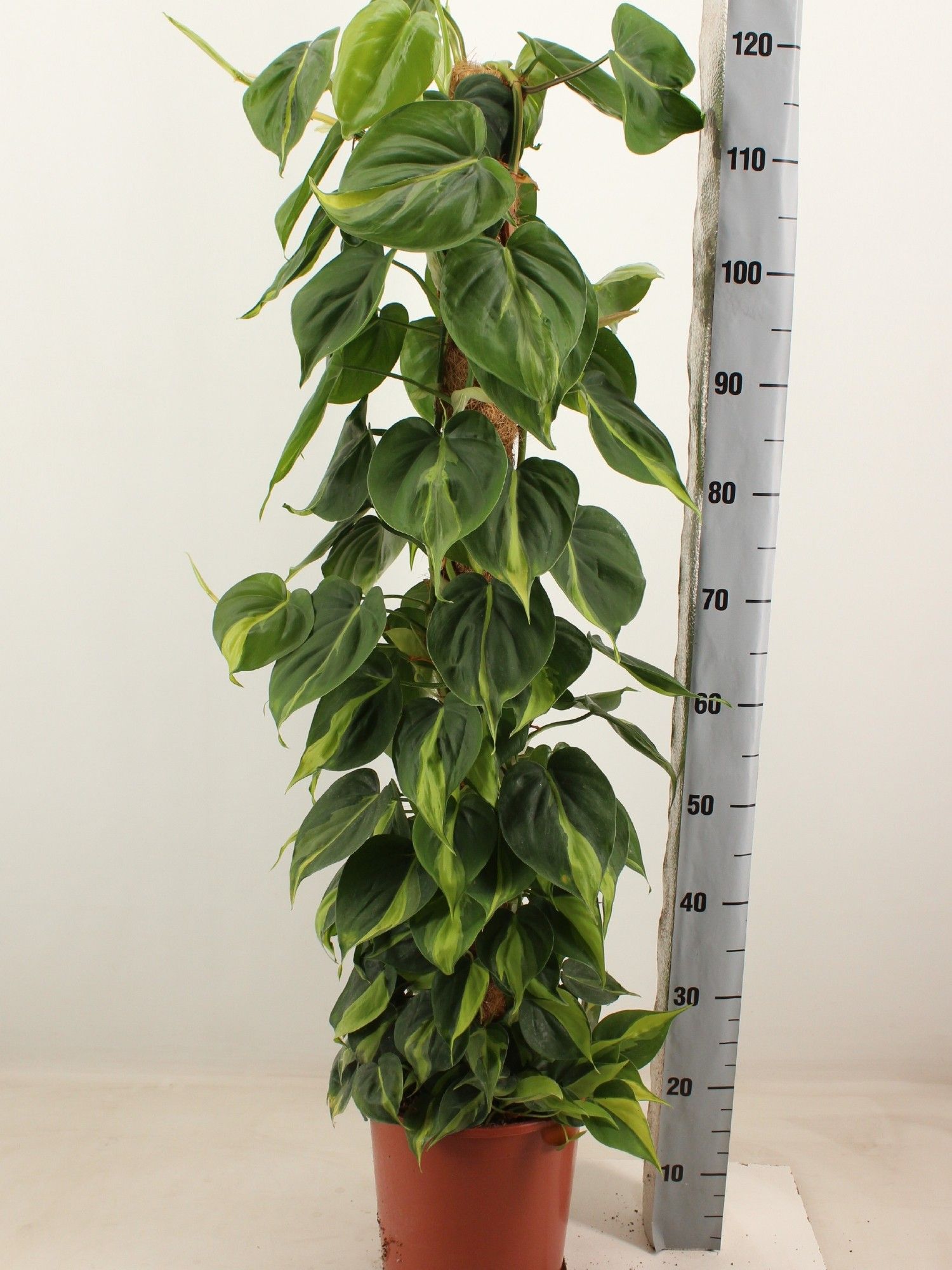 Philodendron scandens 'Brasil' 3830082464851 Moss pole | OZ Planten