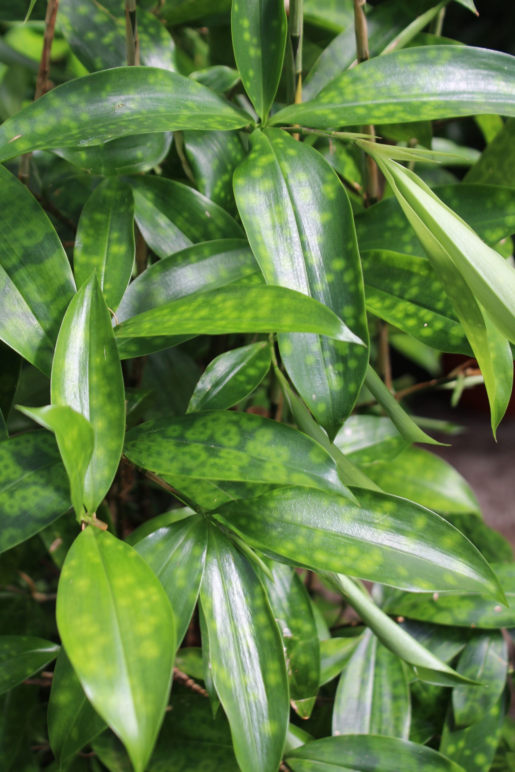 pflanze glückskastanie Pachira aquatica (mit geflochtenem Stamm) H:130cm - Pflanzen sicher zu dir  nach Hause main image 0