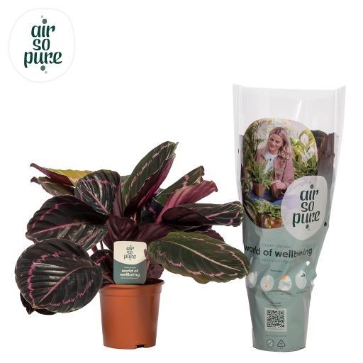 Calathea roseopicta 'Dottie' | Hamiplant