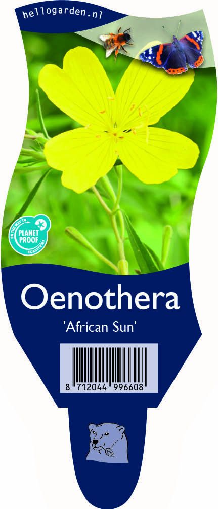 Oenothera 'African Sun'