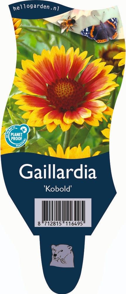 Gaillardia 'Kobold'