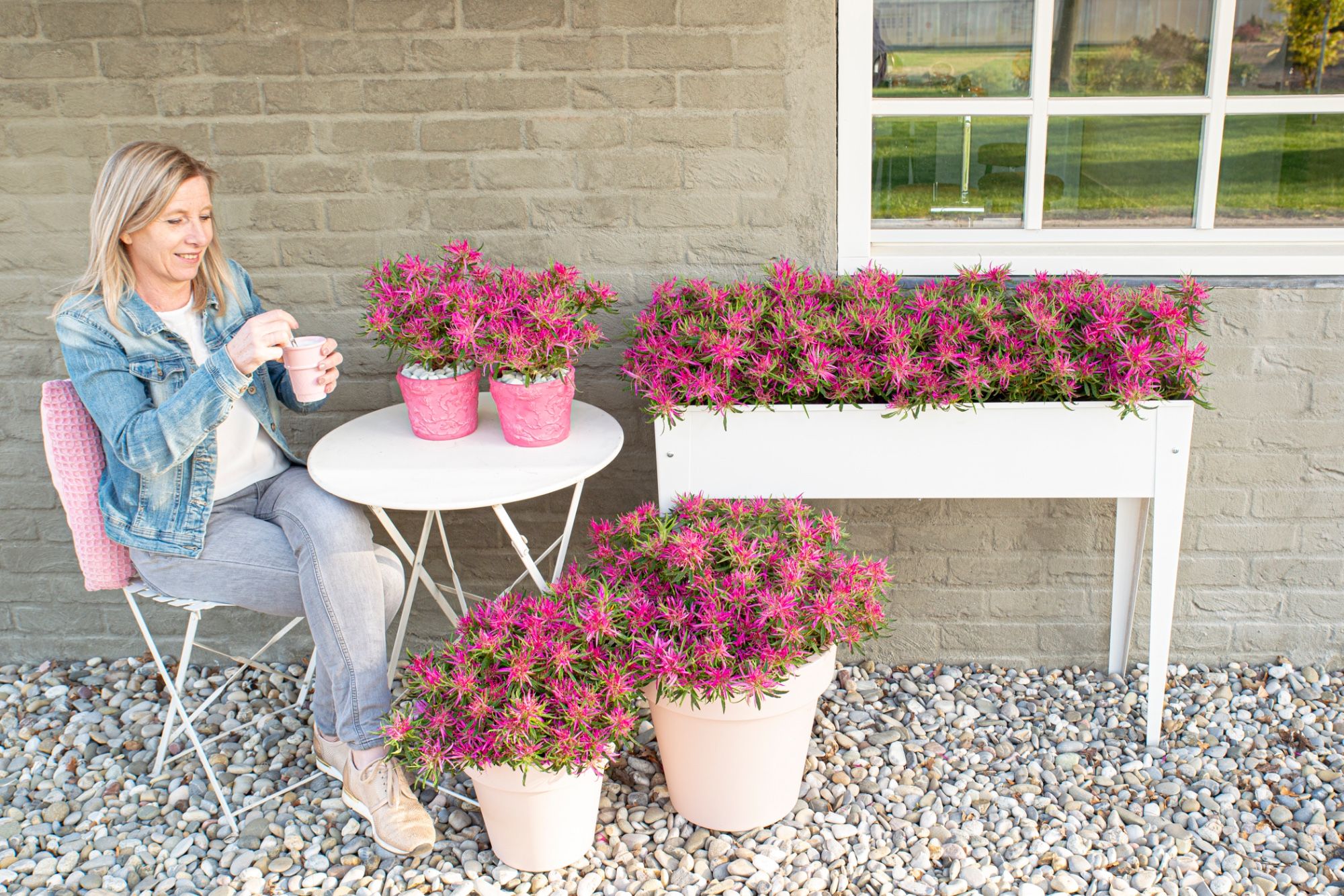 Rhododendron (Mollis Azalea) Starstyle Pink | Hamiplant
