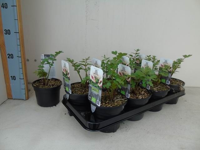 Levisticum officinale bio lavas maggiplant