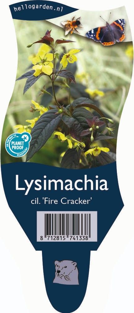 Lysimachia ciliata 'Firecracker'