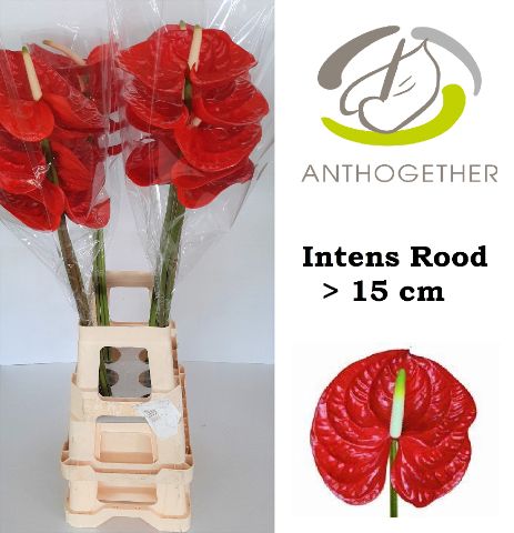 Anth A Intens Rood Xxl.