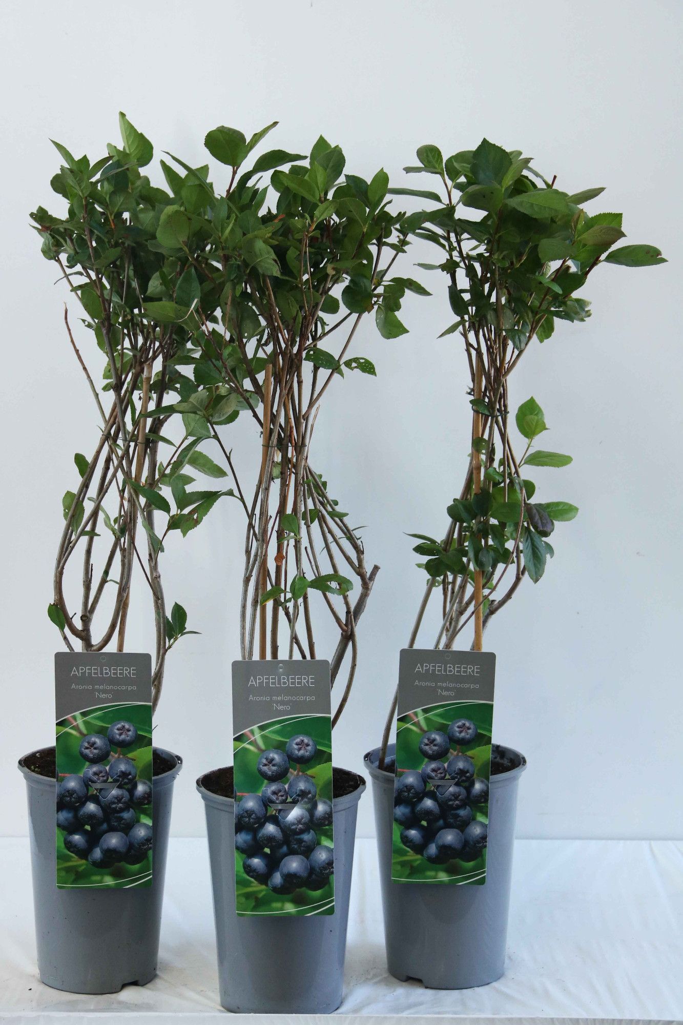 Aronia prunifolia 'Nero'