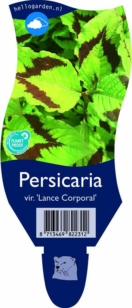Persicaria virginiana 'Lance Corporal'