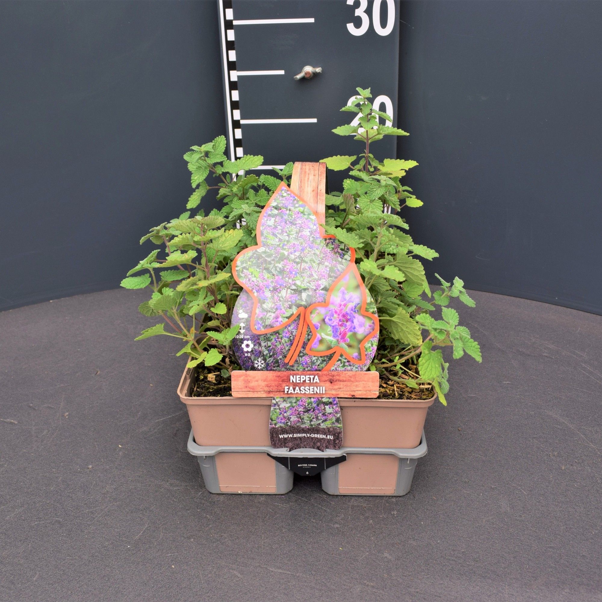 Nepeta faassenii 6 pack