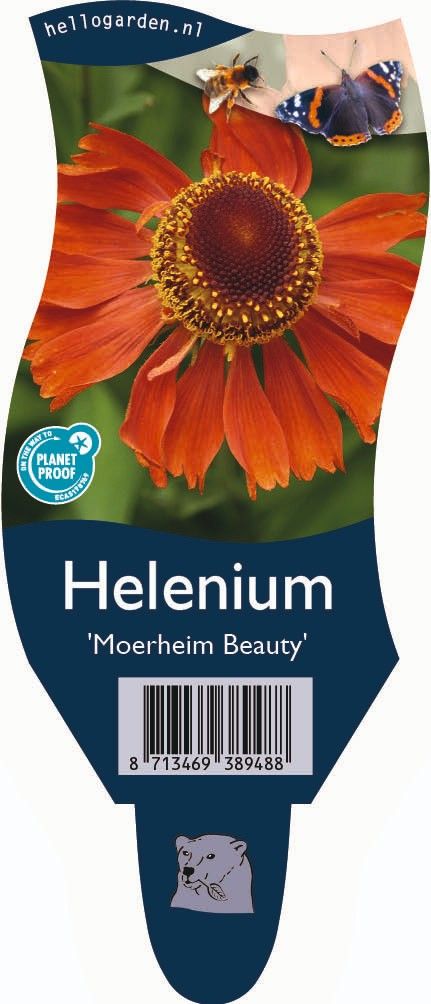 Helenium 'Moerheim Beauty'