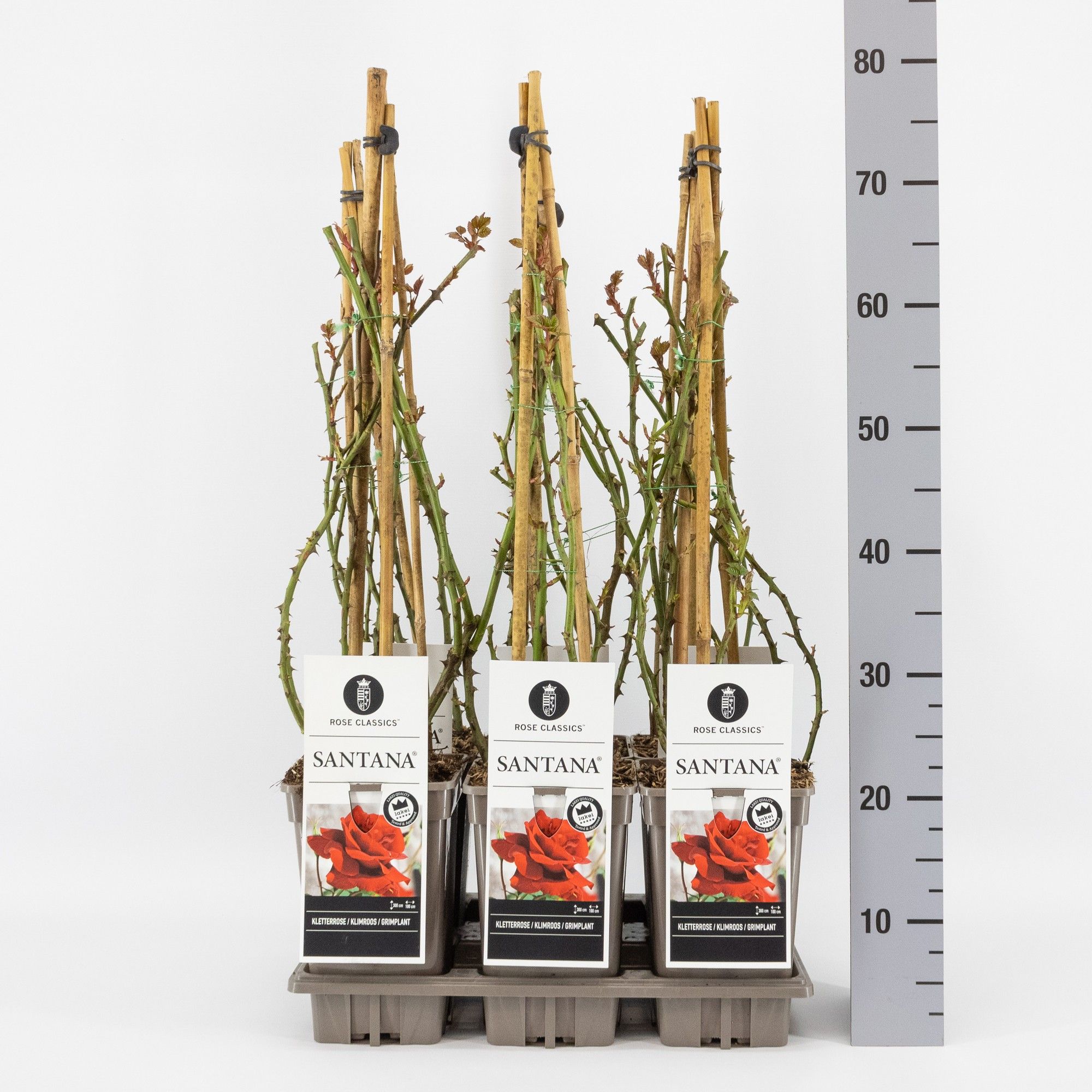 Rosa (K) Santana 3 stok