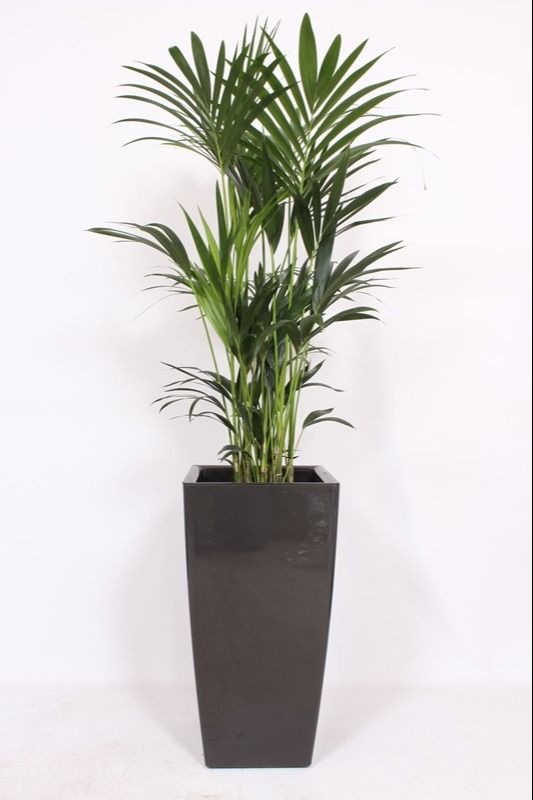 Howea Forsteriana in Piza pot "antraciet"