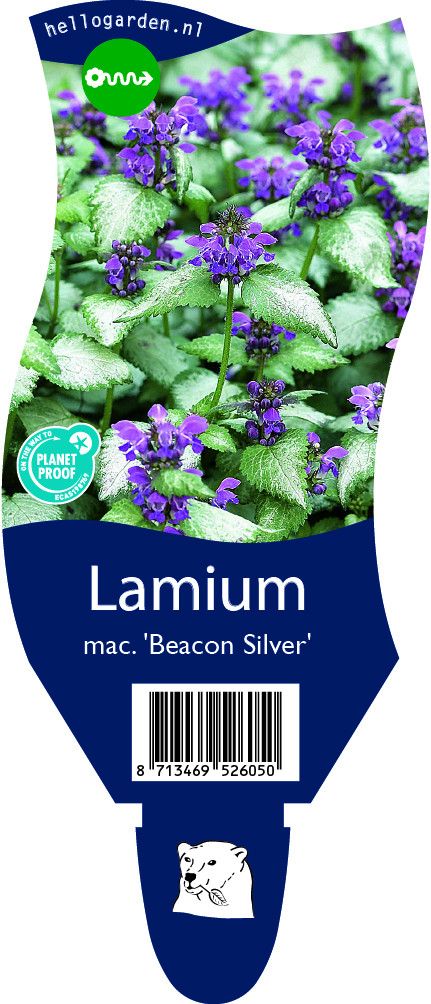 Lamium maculatum 'Beacon Silver'