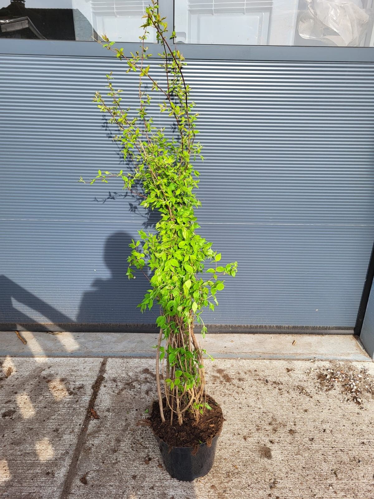 Kolkwitzia amabilis