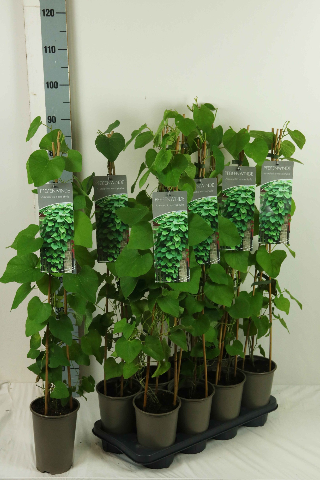 Aristolochia macrophylla