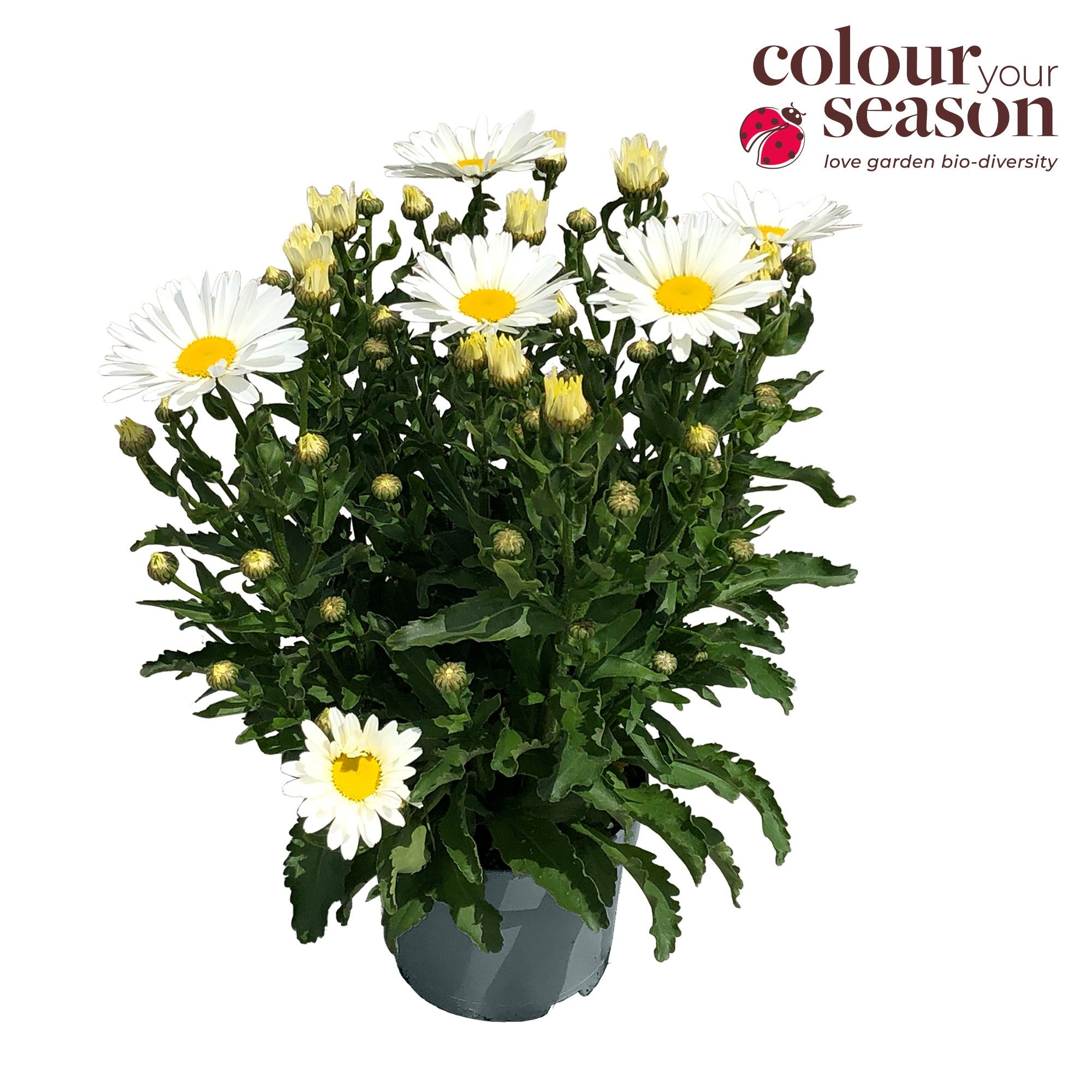 Leucanthemum Taurus