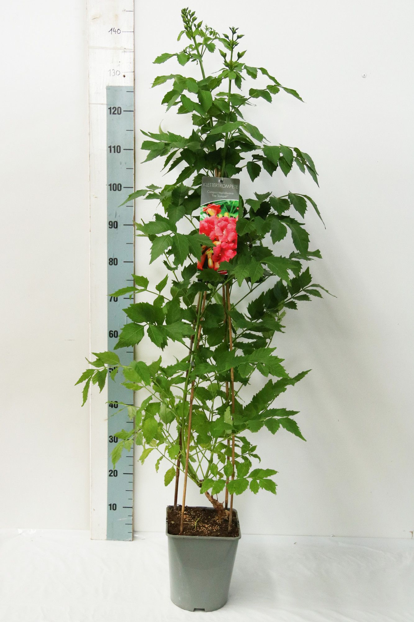 Campsis radicans Fire Trumpet