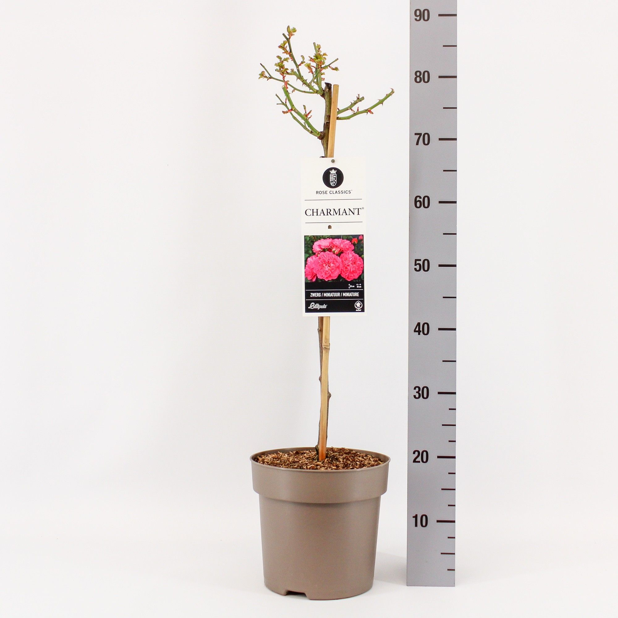 Rosa (M) Charmant ('Korpeligo') m stam