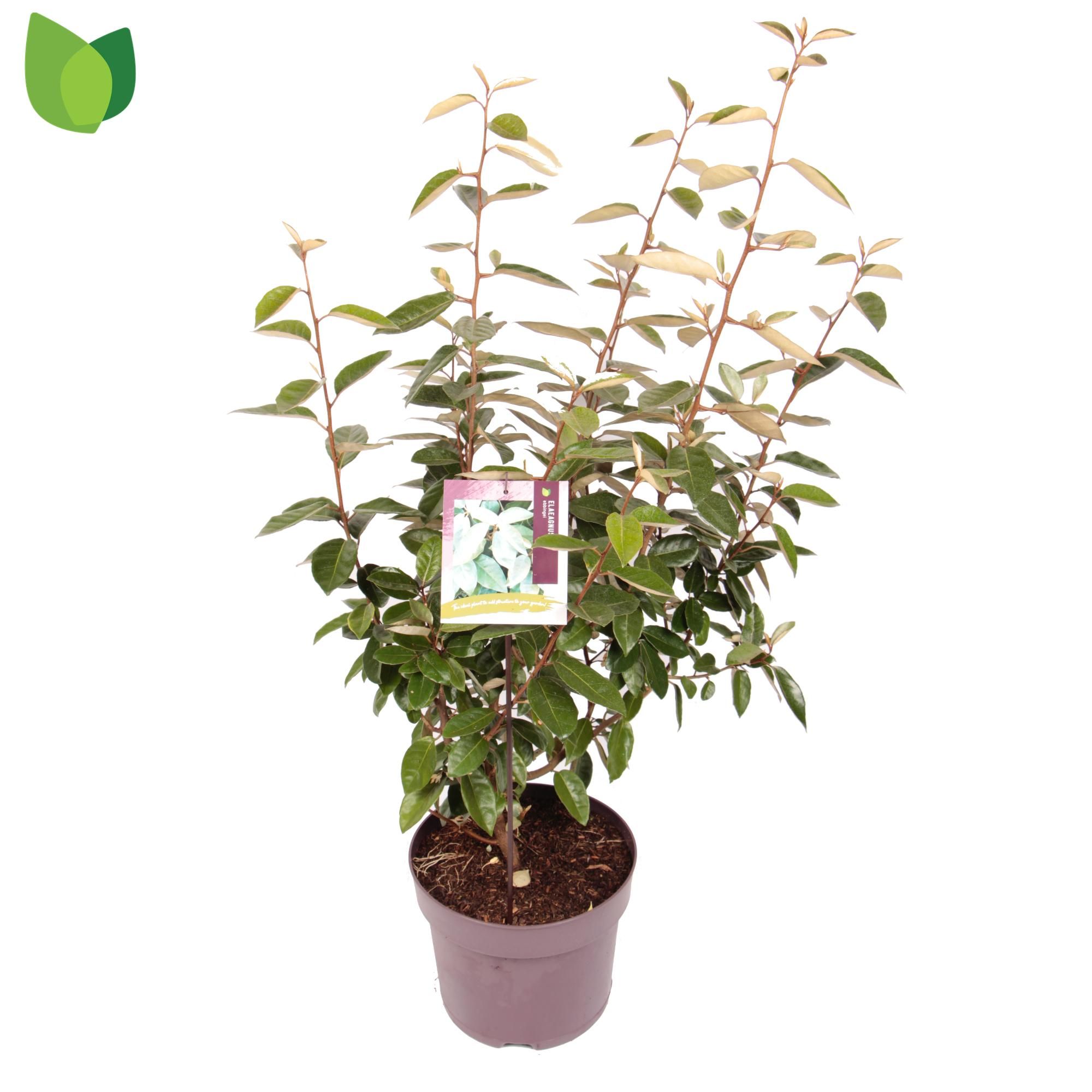 Elaeagnus ebbingei