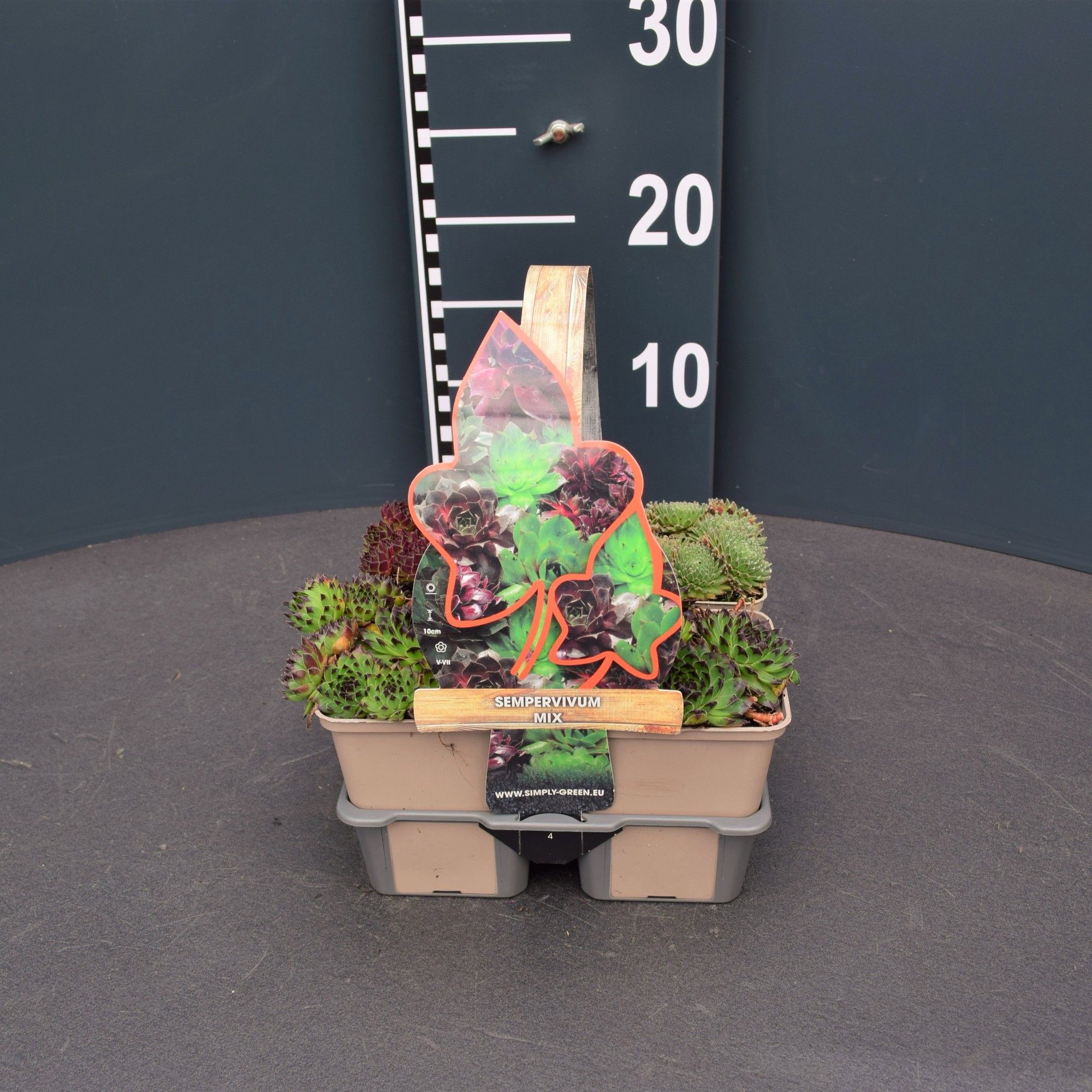 Sempervivum mix (4-Pack)