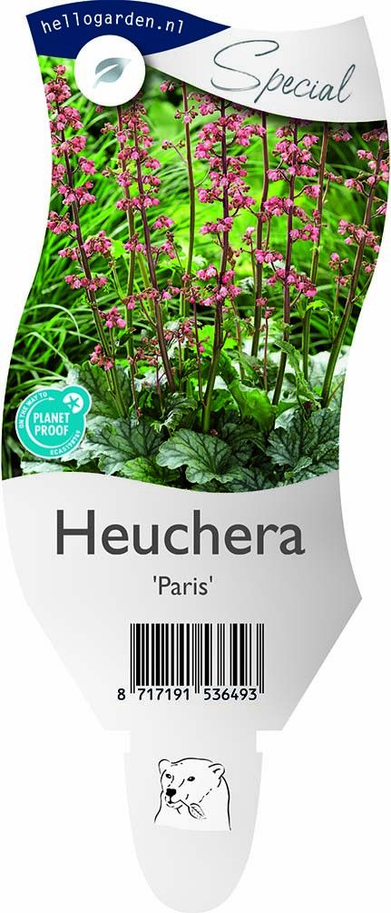 Heuchera 'Paris'