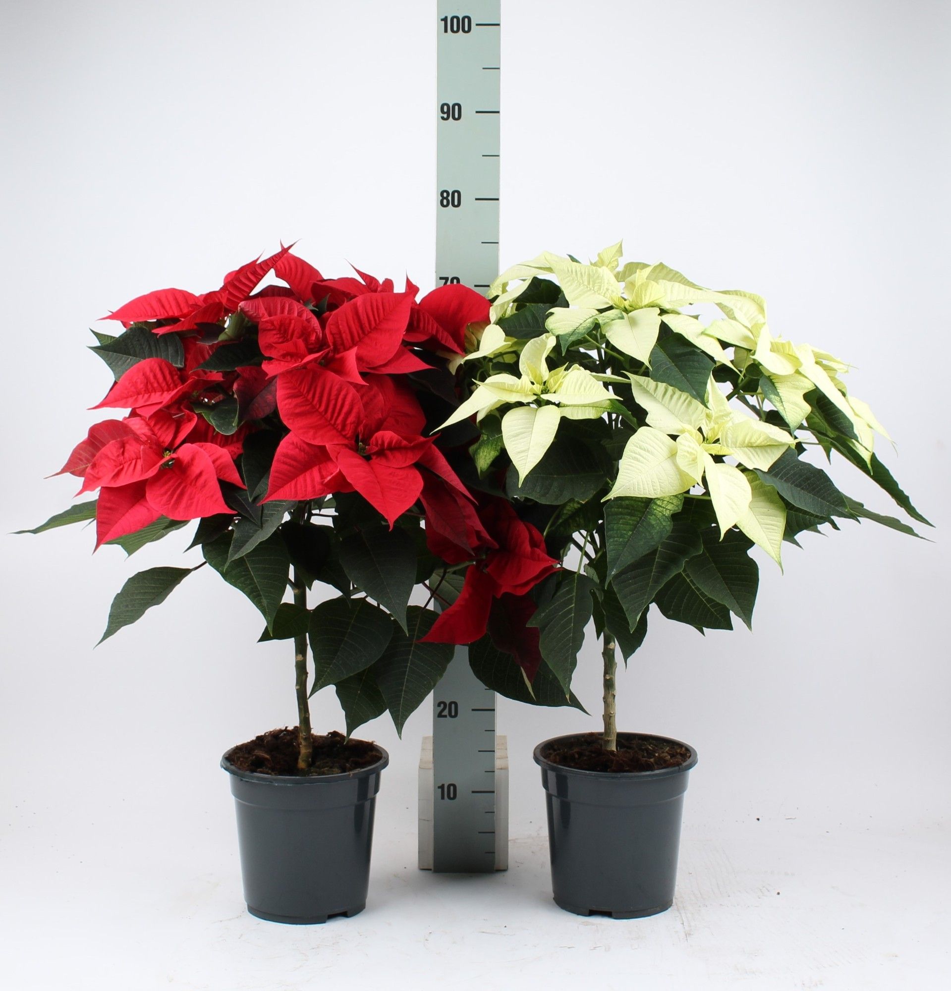 how to care for a bonsai ficus Indoor Bonsai - How to Grow Ficus bonsai main image 0