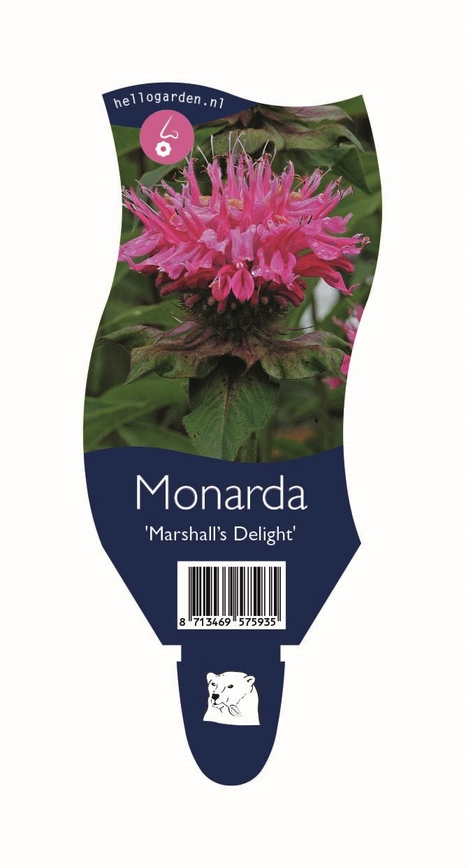 Monarda 'Marshall's Delight'