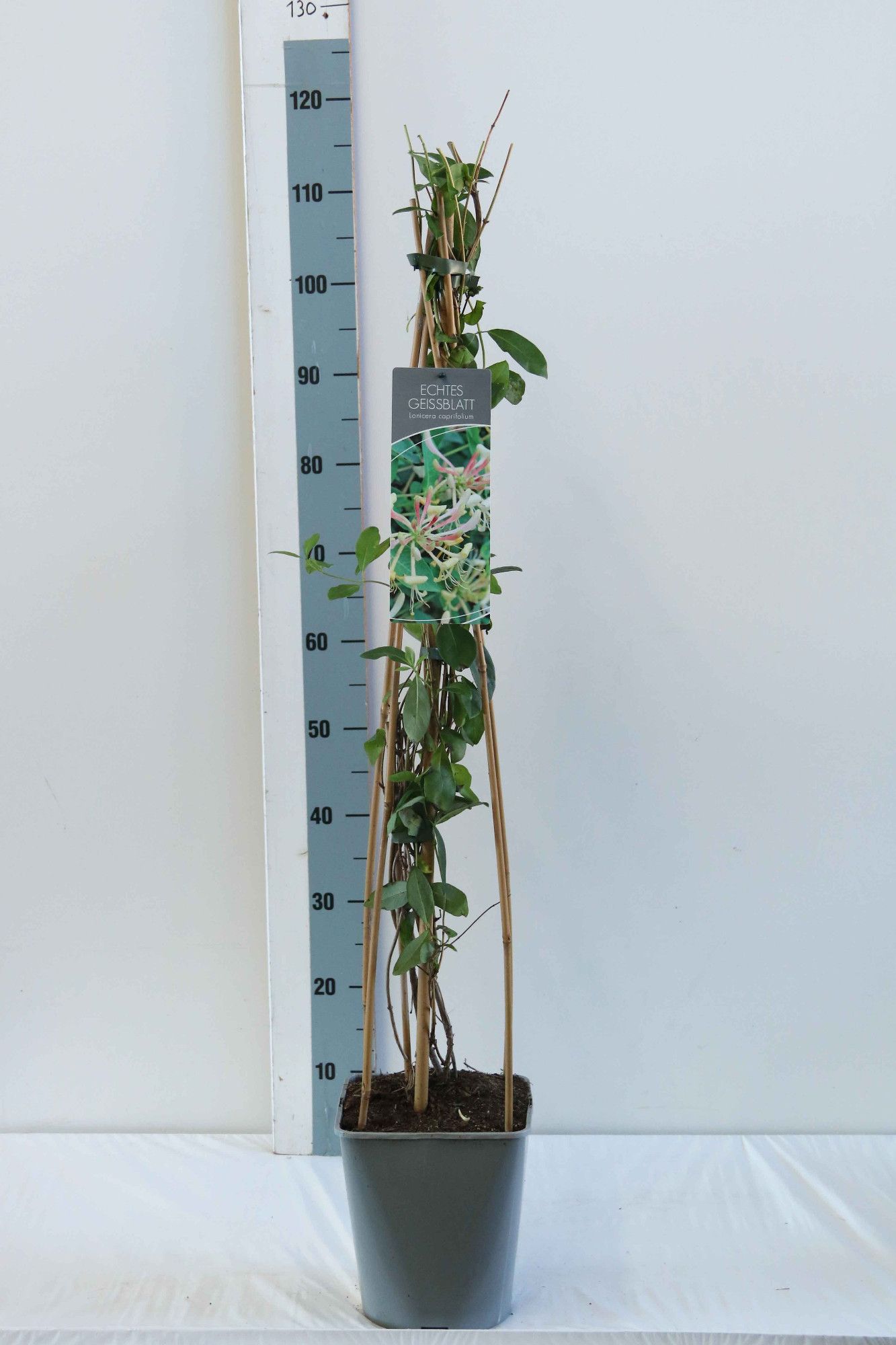 Lonicera caprifolium