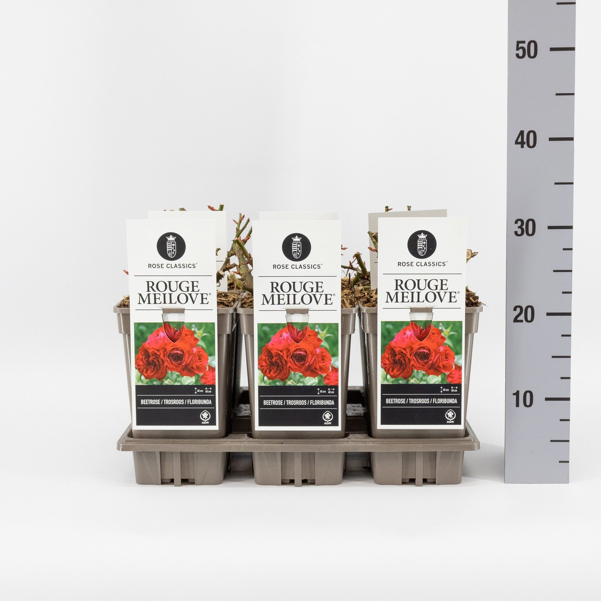 Rosa (F) Rouge Meilove ('Meilyxir') f