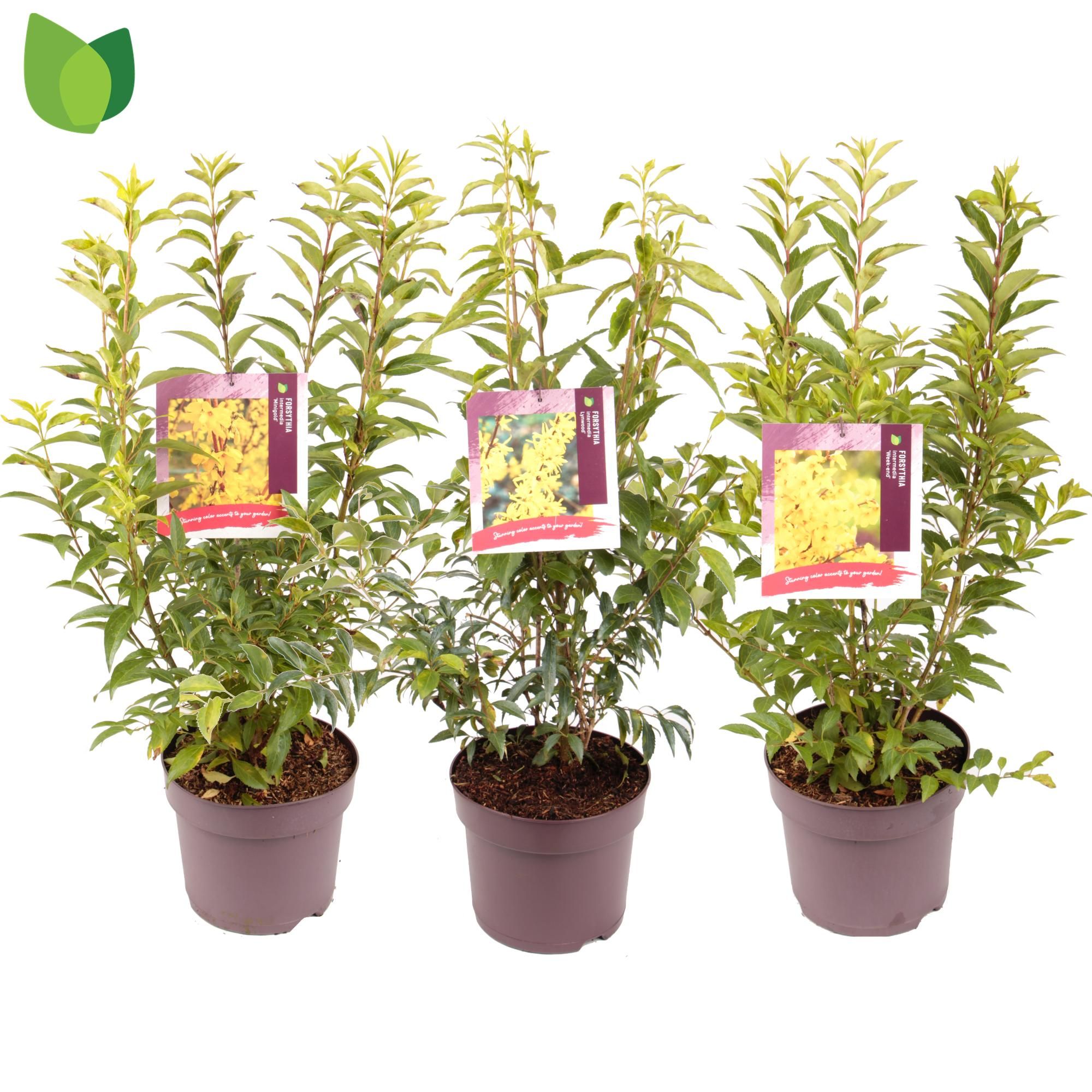 Forsythia intermedia / MIX