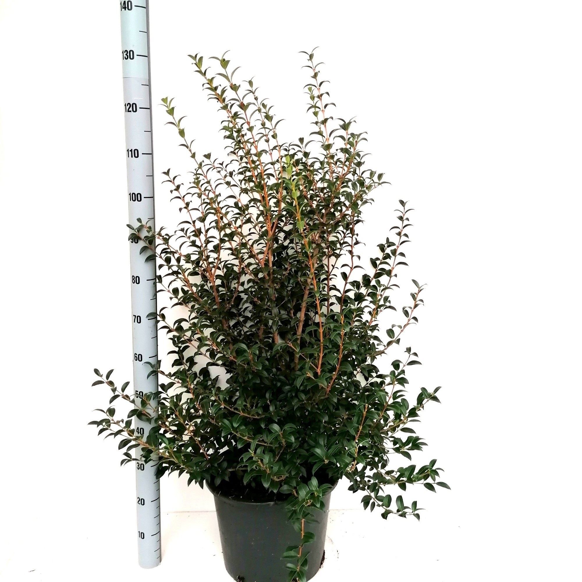 Picture of Osmanthus 'burkwoodii'