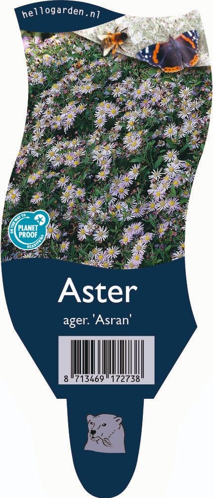 Aster ageratoides 'Asran'