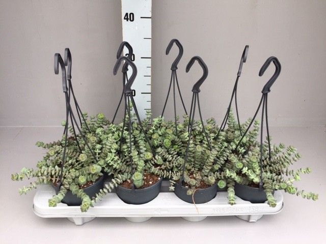 Crassula hottentot special mini hang 12