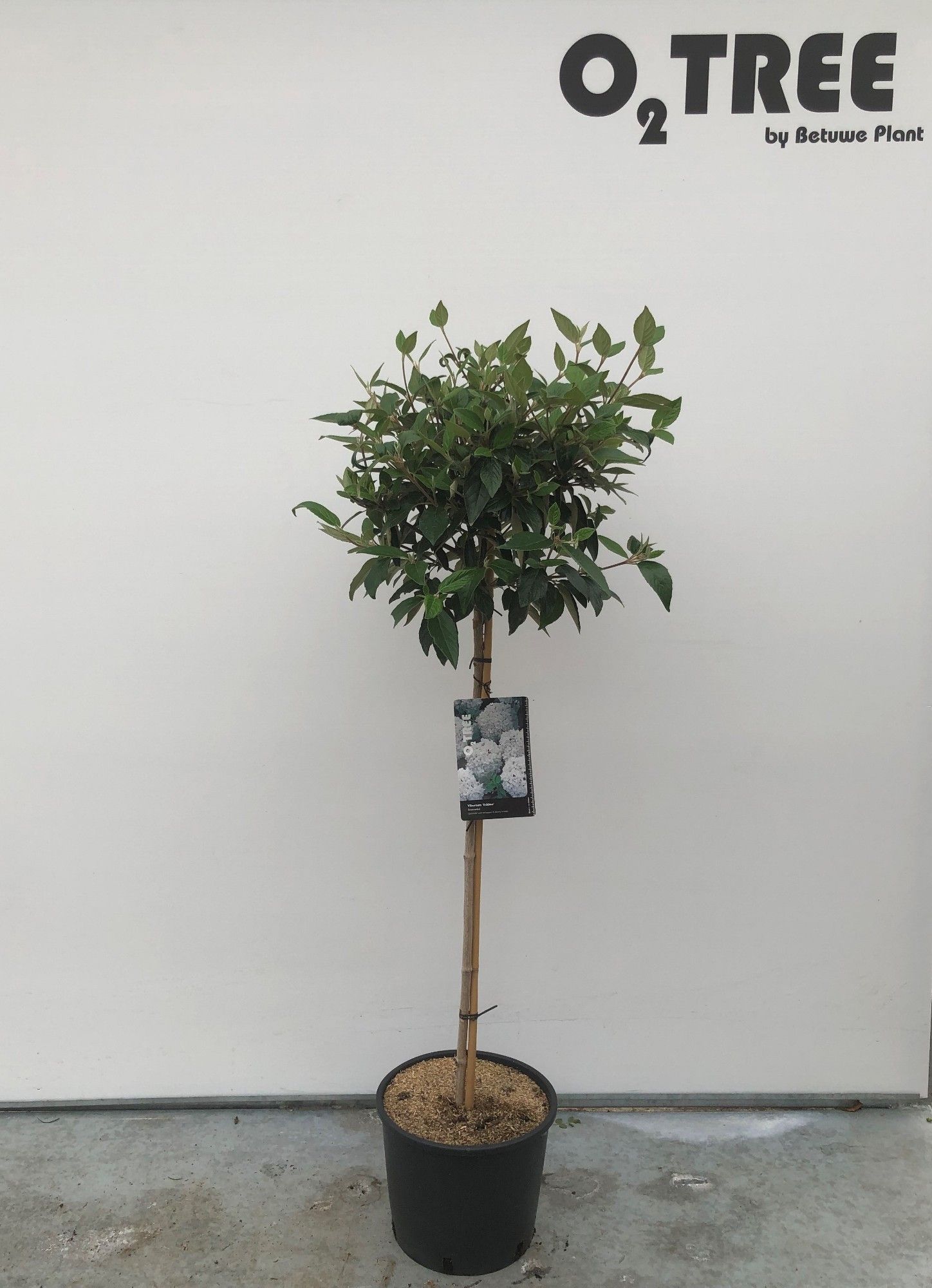 Viburnum 'Eskimo' stam