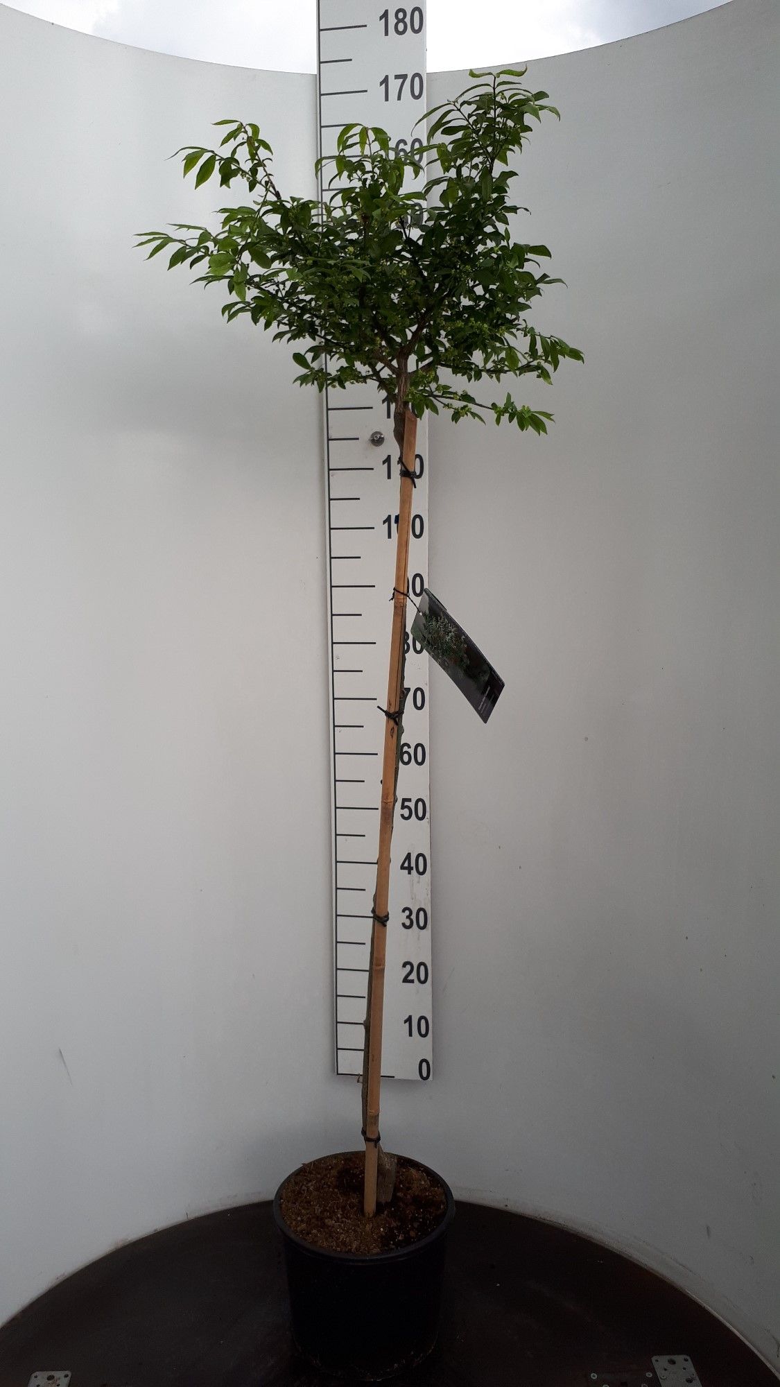 Euonymus alatus 'Compactus' stam