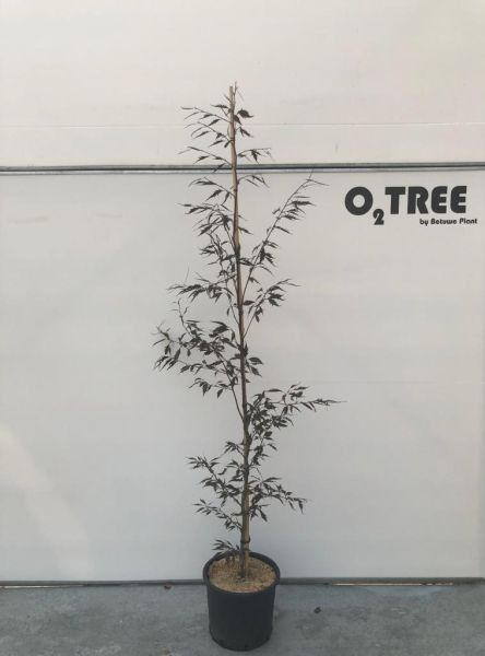 Fagus syl. Midnight Feather ('Verschuurfag 1') beveerd