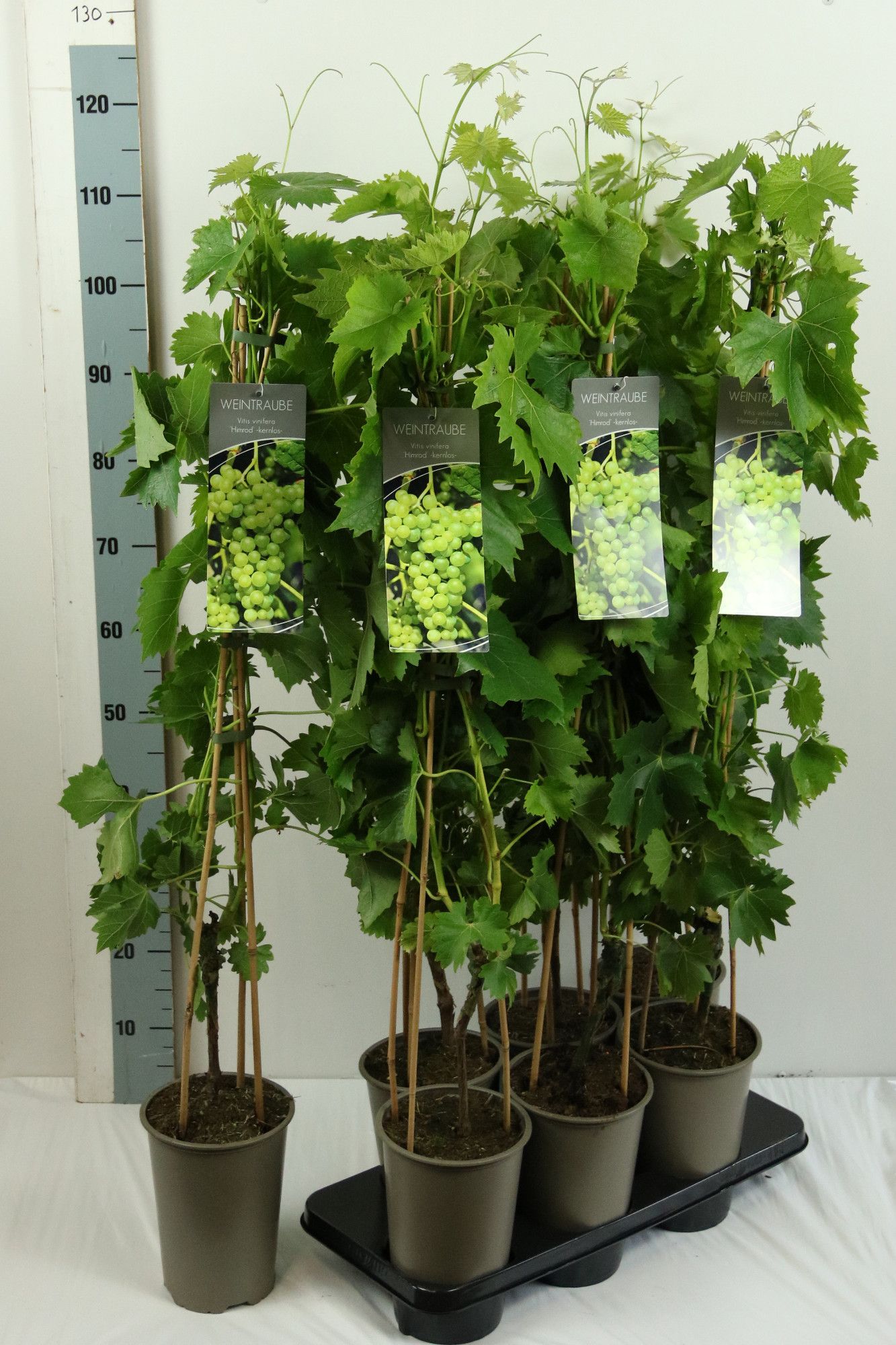 Vitis 'Himrod'