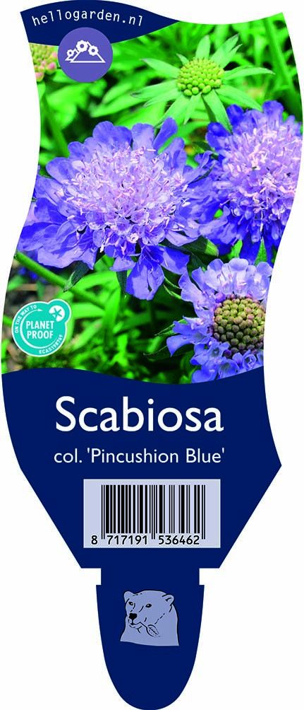 Scabiosa columbaria 'Pincushion Blue'