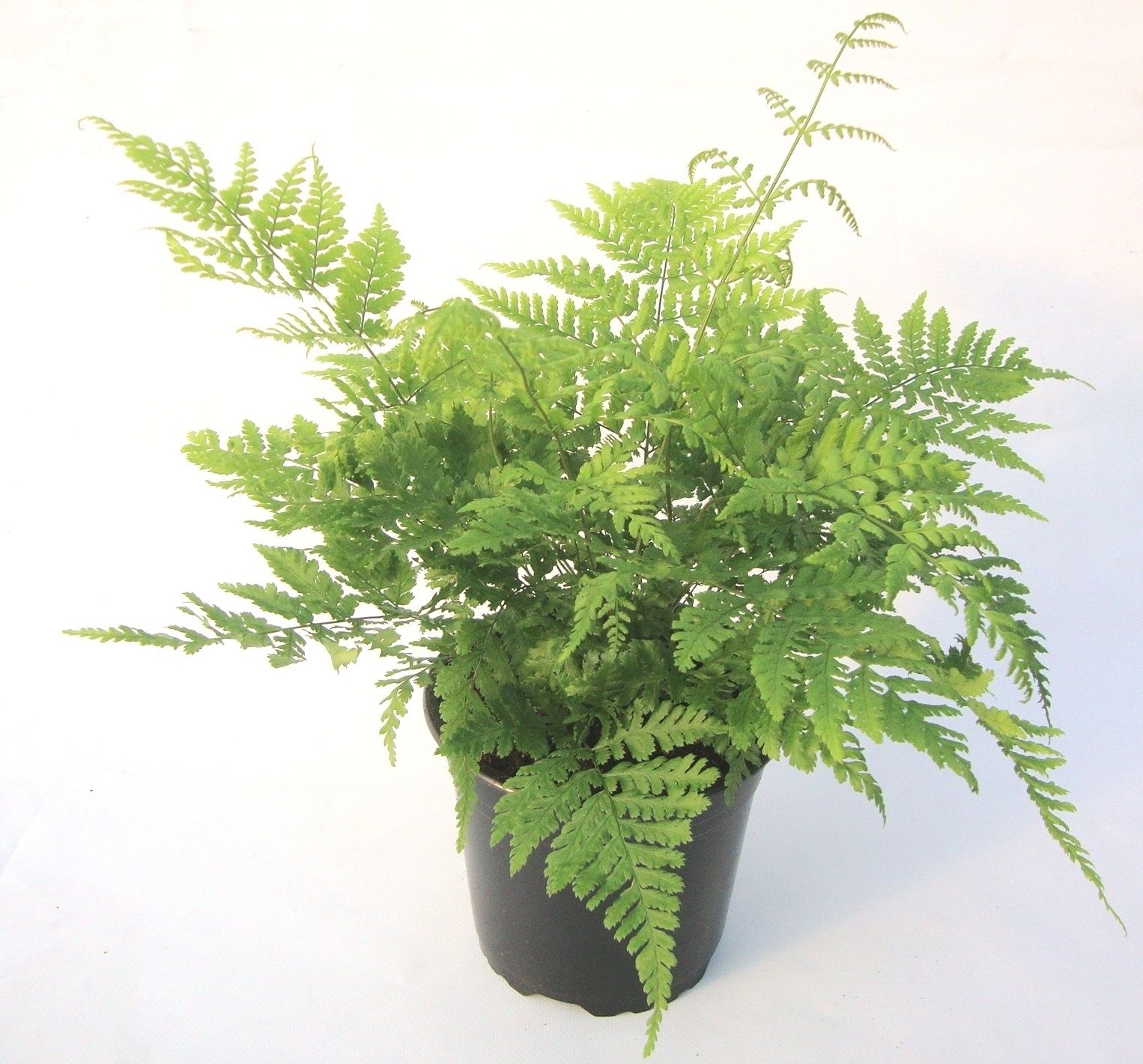 Dryopteris australis