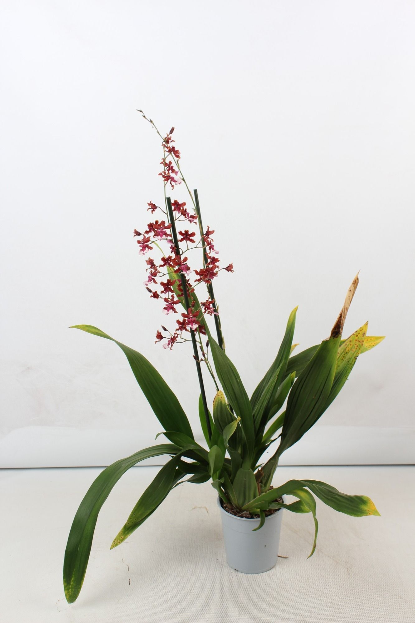 Oncidium 'Cherry Baby' A2