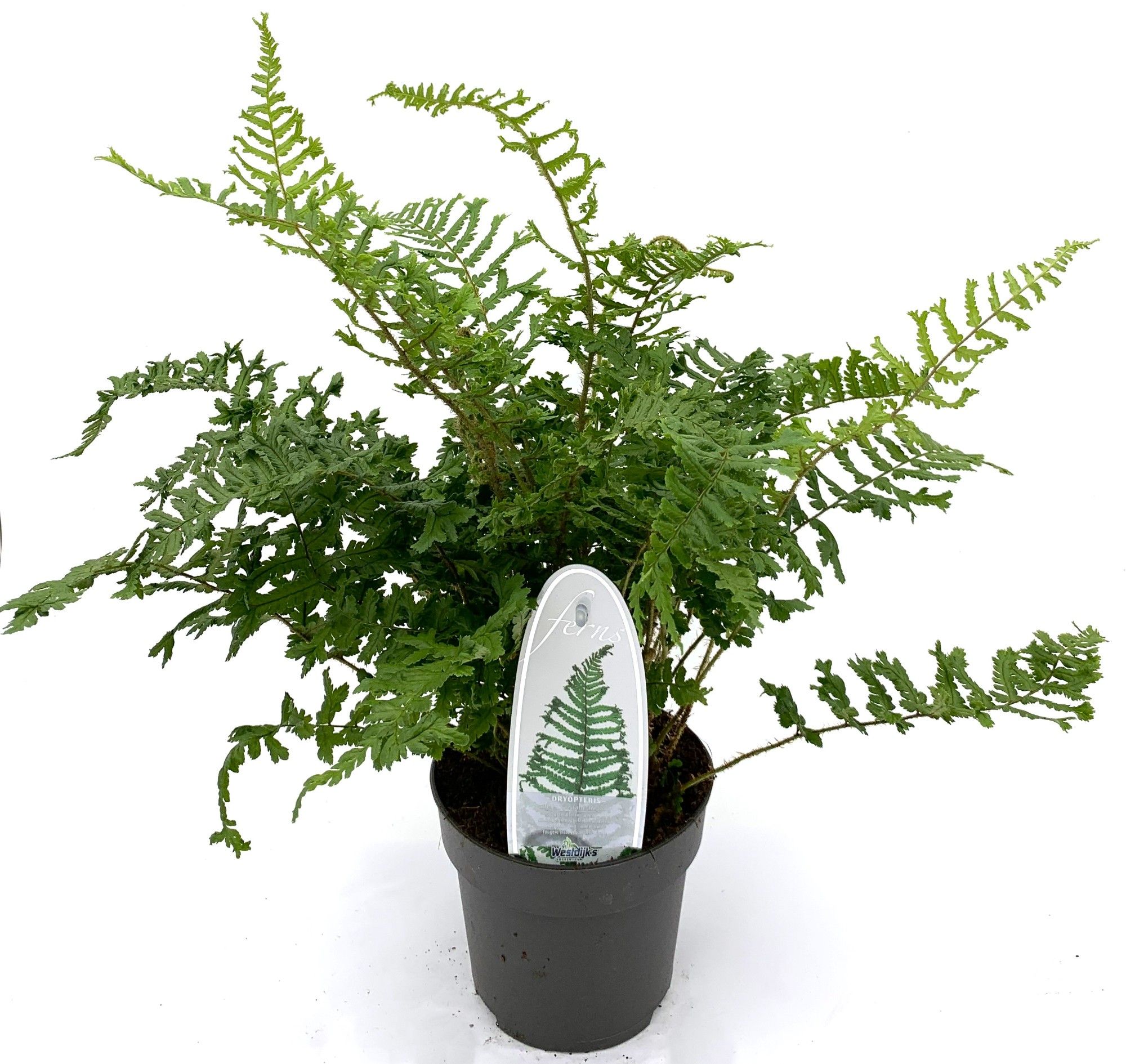 Dryopteris affinis 'Cristata'