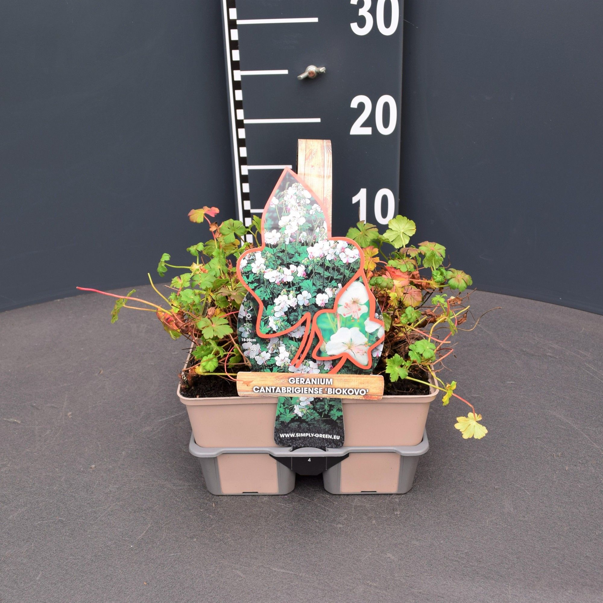 Geranium cantabrigiense 'Biokovo' 4 pack