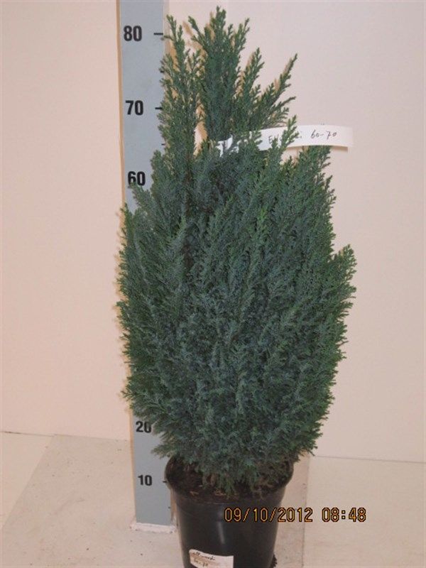 Chamaecyparis lawsoniana 'Ellwoodii'