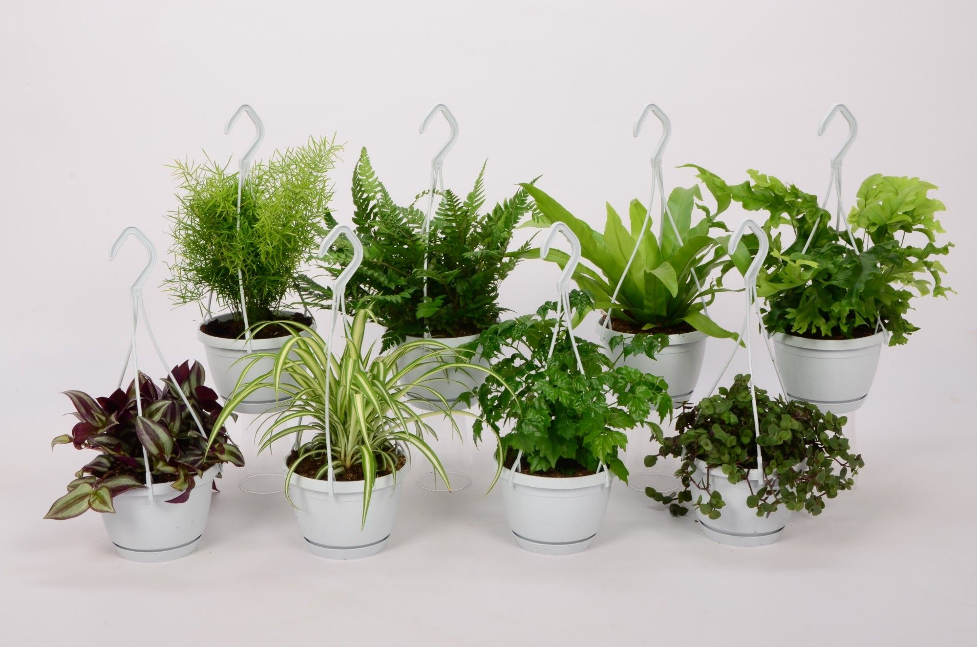 Sonstig Zimmerpflanzen gemischt Small Swing Ampel | OZ Planten