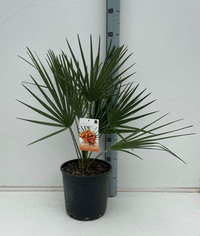Chamaerops humilis