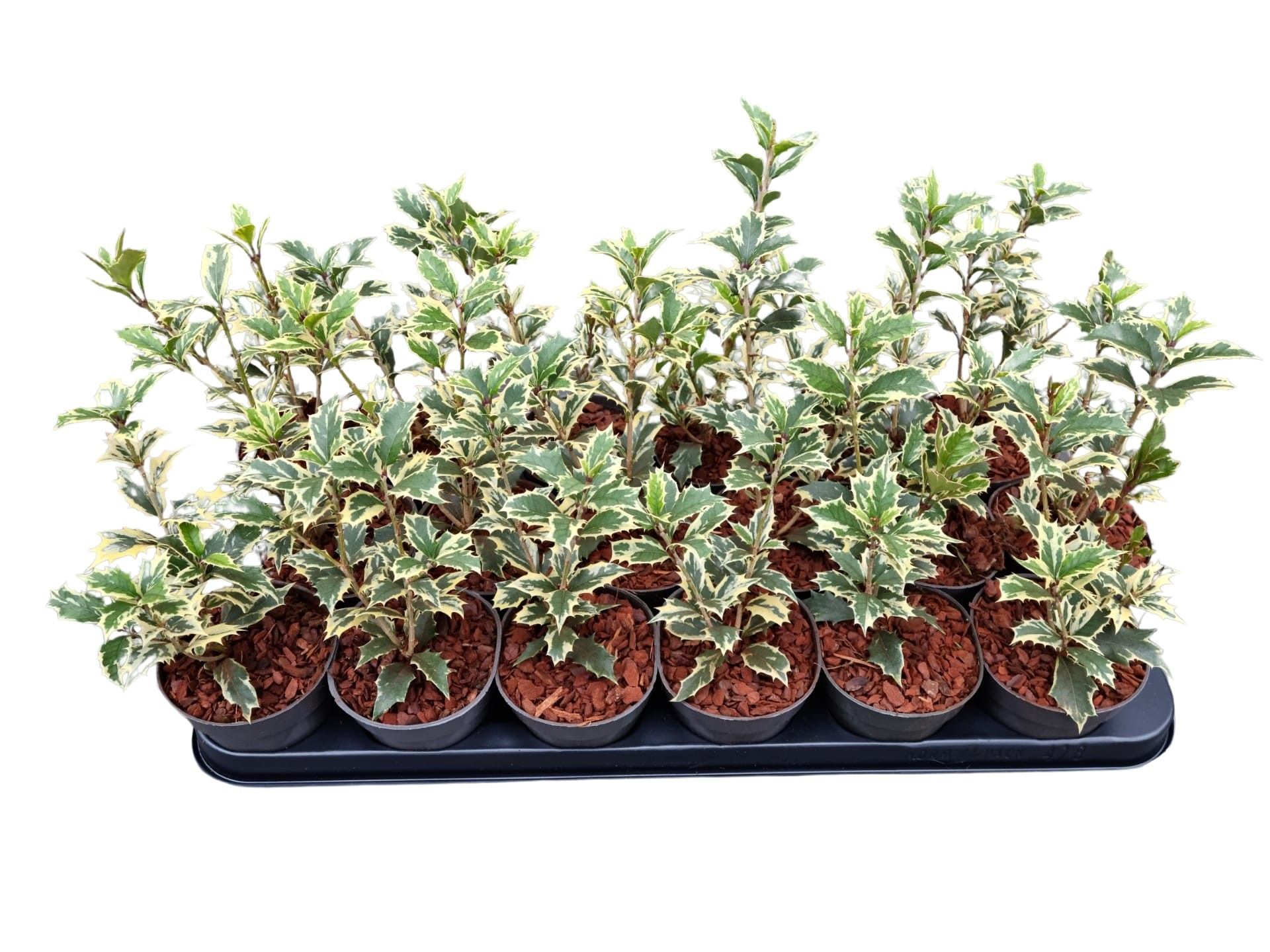 Osmanthus het. Variegata 1 jarig