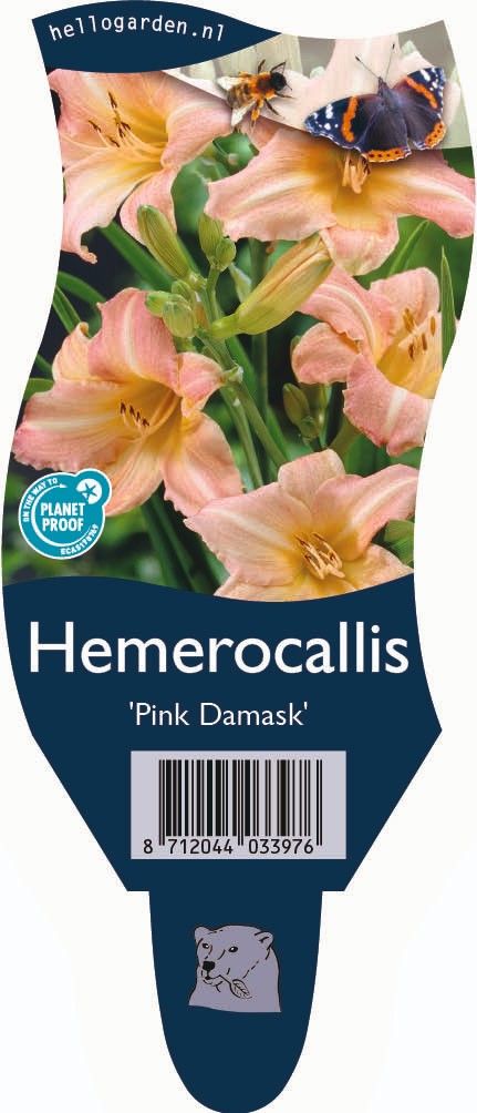 Hemerocallis 'Pink Damask'