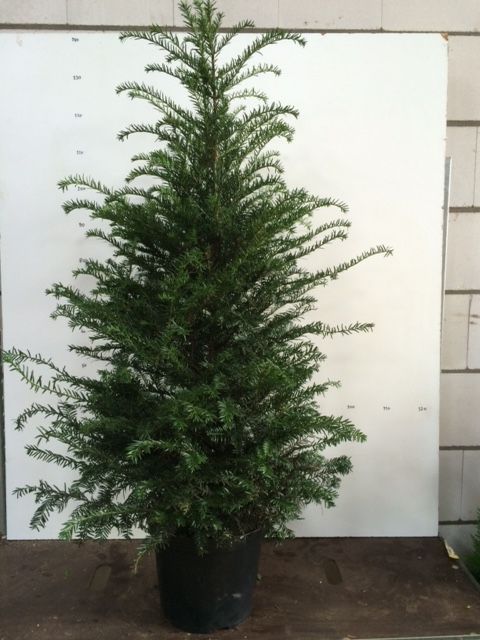 Taxus baccata